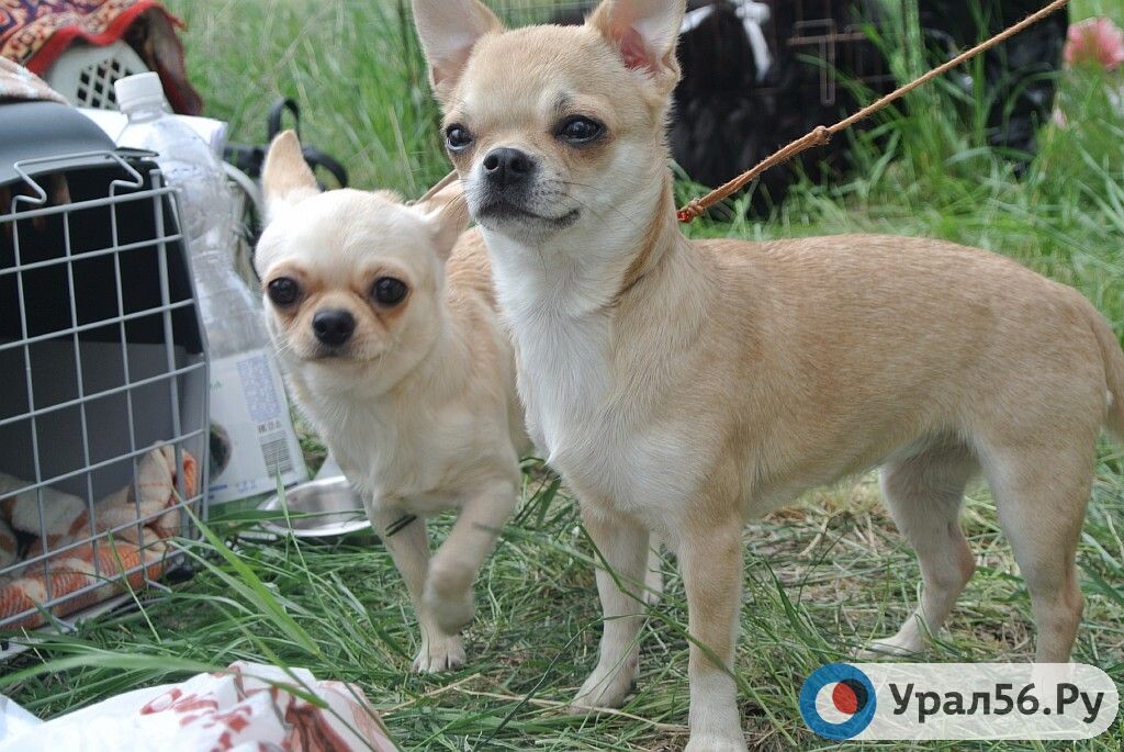    Ни денег, ни собаки: В Оренбурге девушка хотела купиться щенков чихуахуа, но была обманута