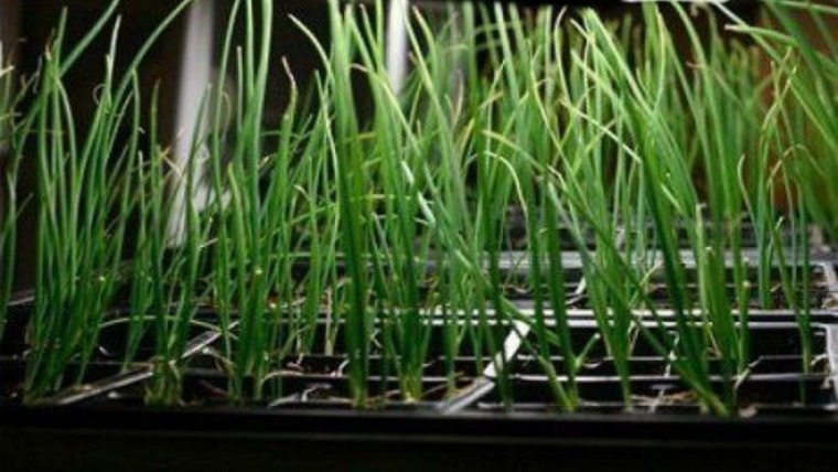 Рассада лука-севка. Фото с pinterest.com