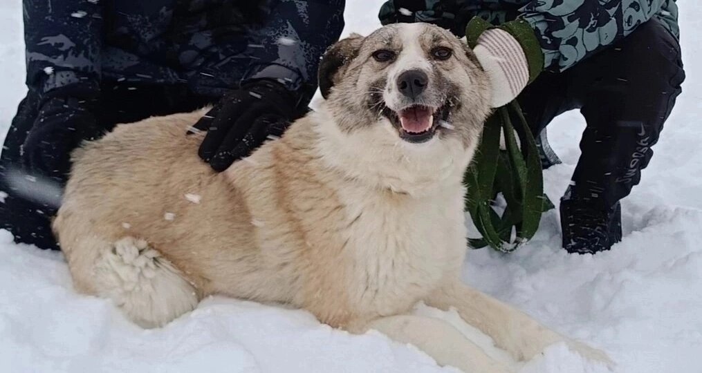 Почему до сих пор в приюте эта небольшая комнатная собачка - загадка
