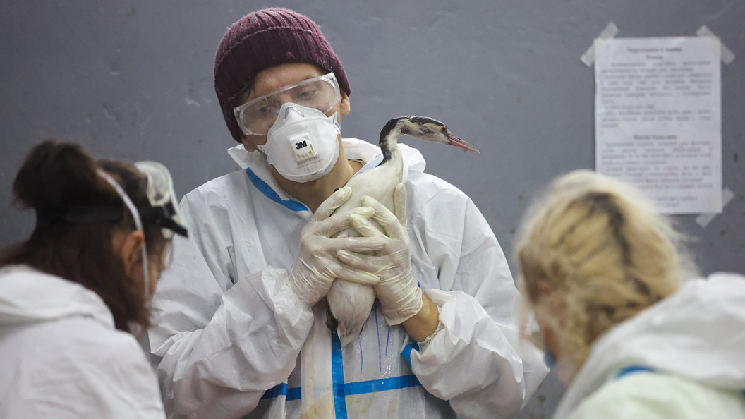    Belkin Alexey/Globallookpress