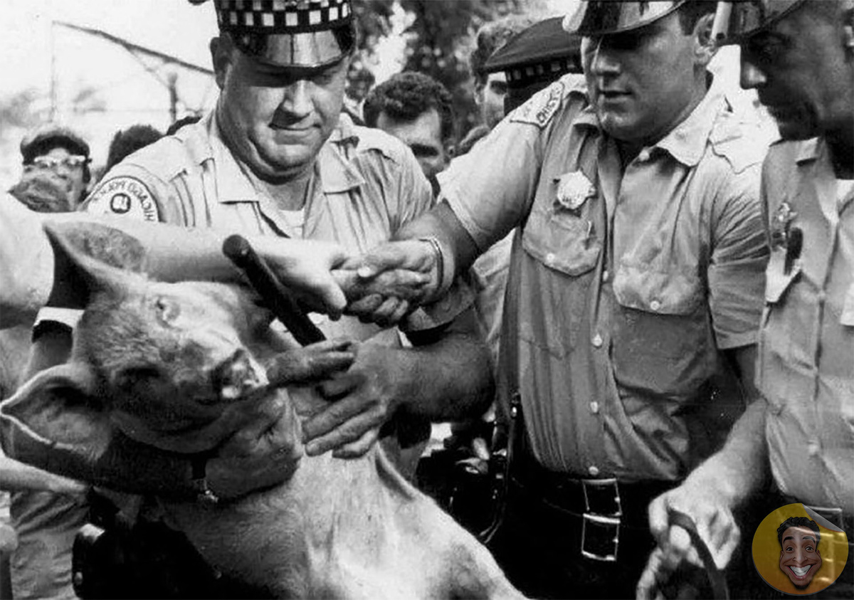 хряк Пегасус