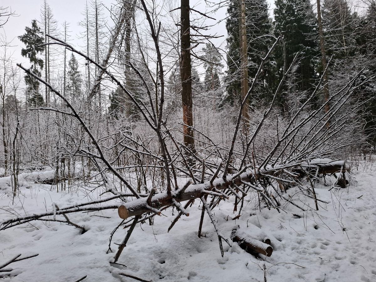 Это я ощетинилась, пытаясь победить реальность