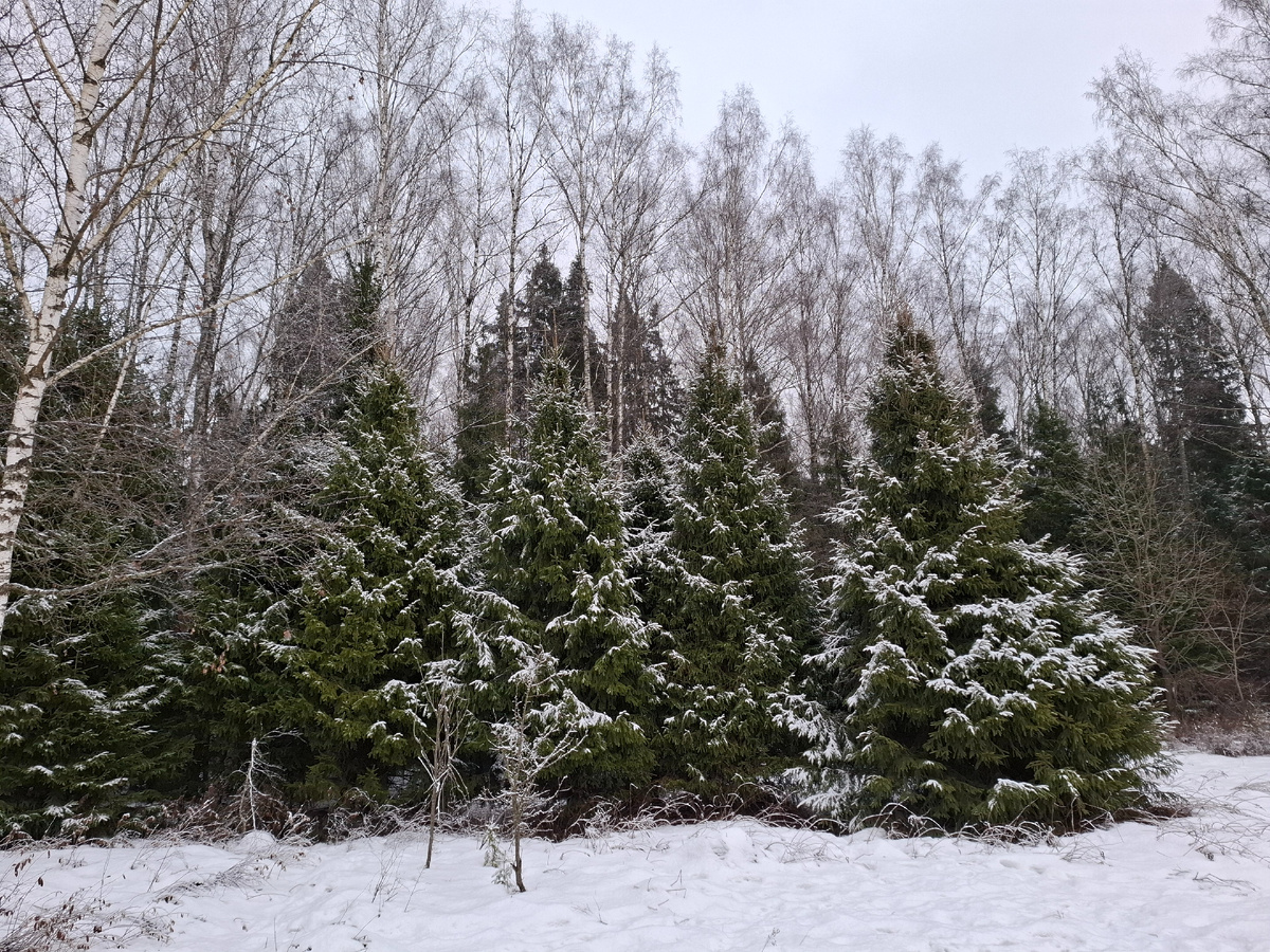 Гуляли сегодня с мужем