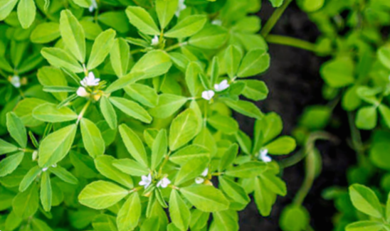 Сенной пажитник