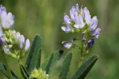 Голубой пажитник