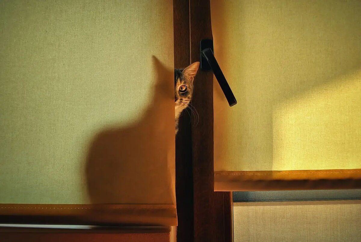    Что она делает,.. — убегает в безопасное место /pixabay