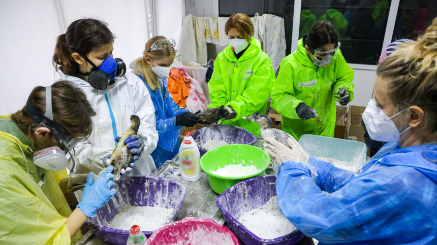    Фото: Феоктистов Дмитрий/ТАСС;Telegram/Эколог Жора Каваносян/ecozhora; 5-tv.ru