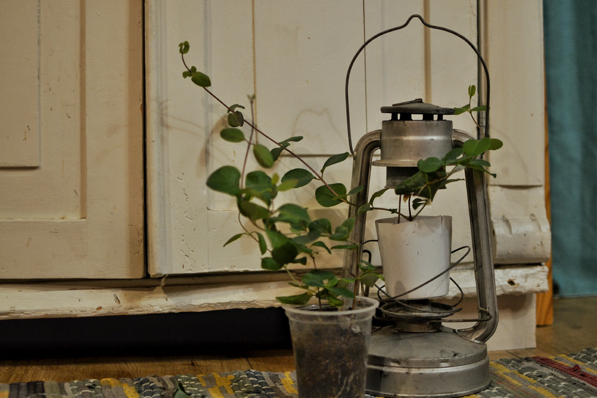 Два стаканчика с хорошо укоренившейся жимолостью Брауна