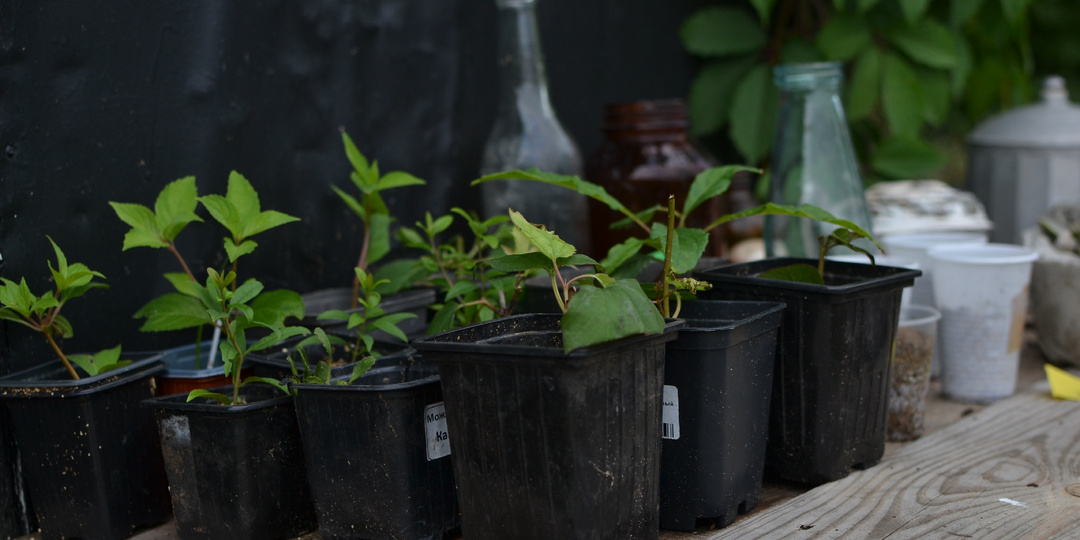 Тотальное черенкование