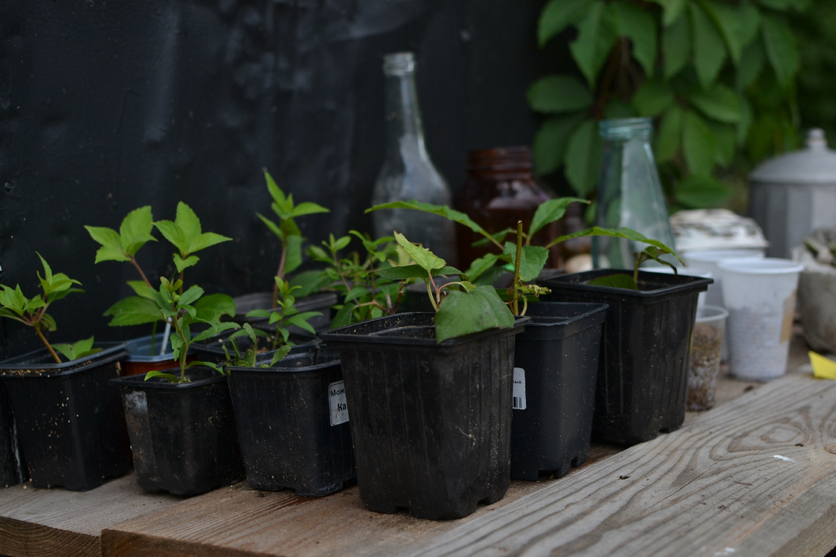 Черенки гортензий метельчатых и Бретшнейдера
