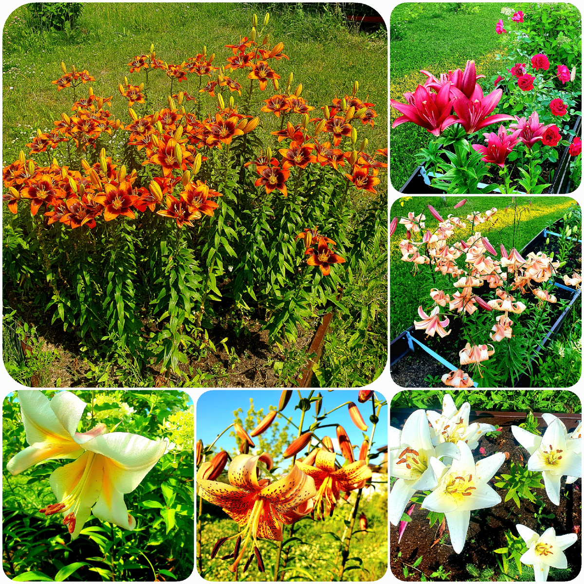 Лилии прошлым летом. После майских заморозков их осталось тогда мало. И это второй сезон подряд