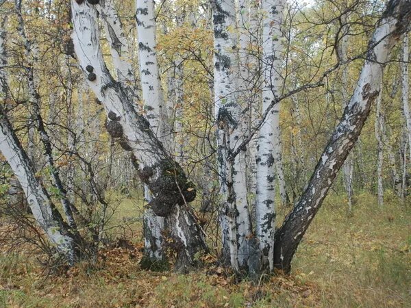 Каповая роща