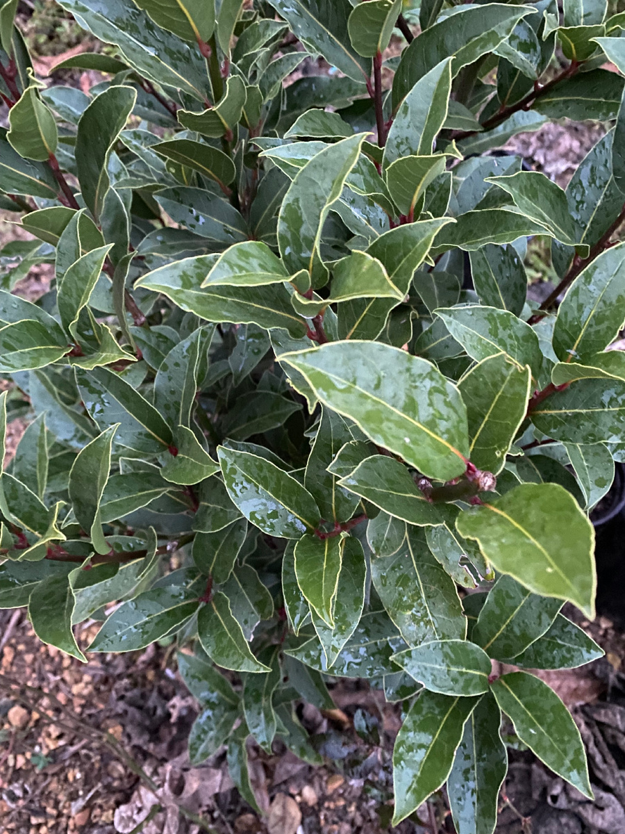 Январь 25. Кустик из саженца.