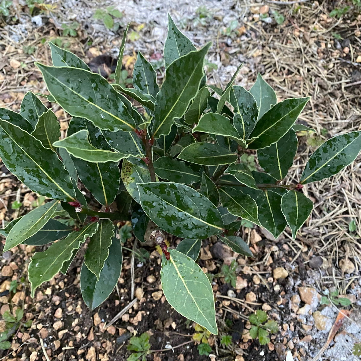 Январь 25. Сеянец из лавровой ягоды, снятой с купленного на улице в Ялте пучка лаврушки.