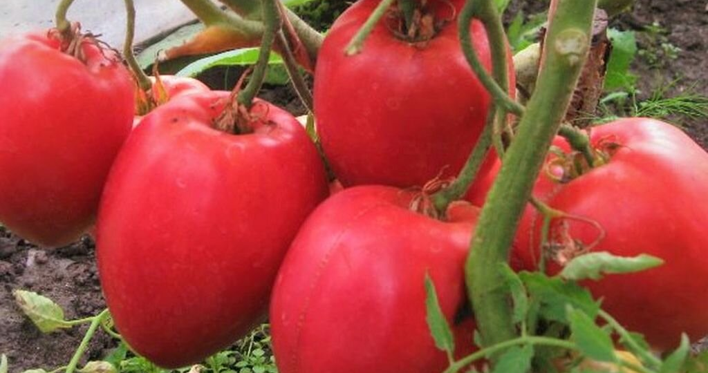 Более идеальных помидоров для открытого грунта я ещё не встречала