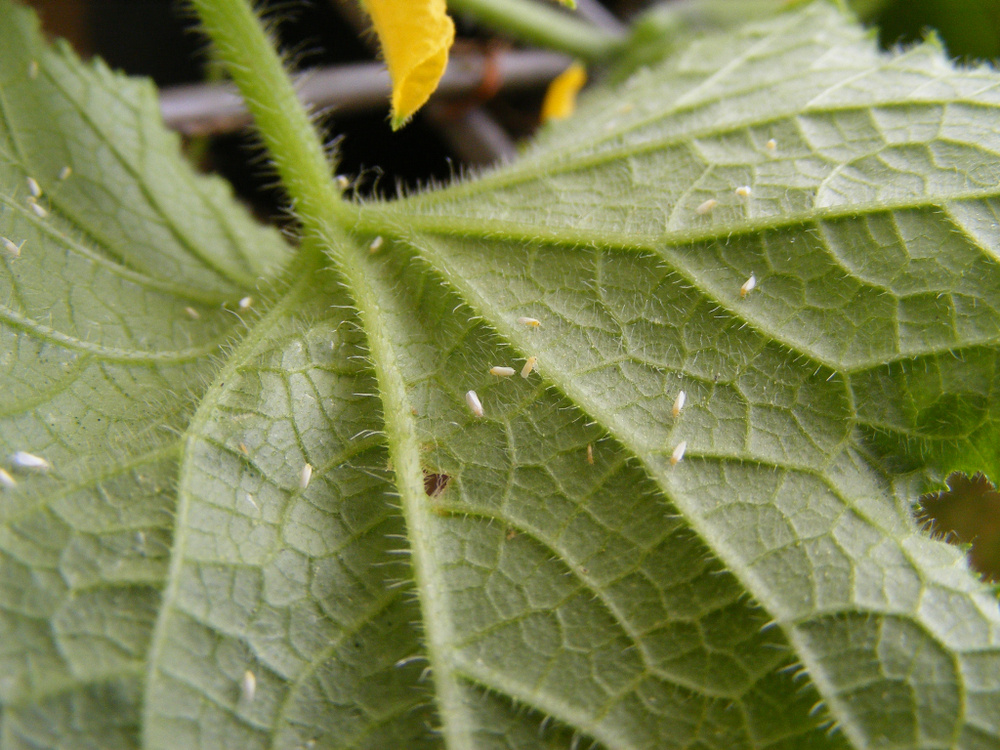 Фото из архива