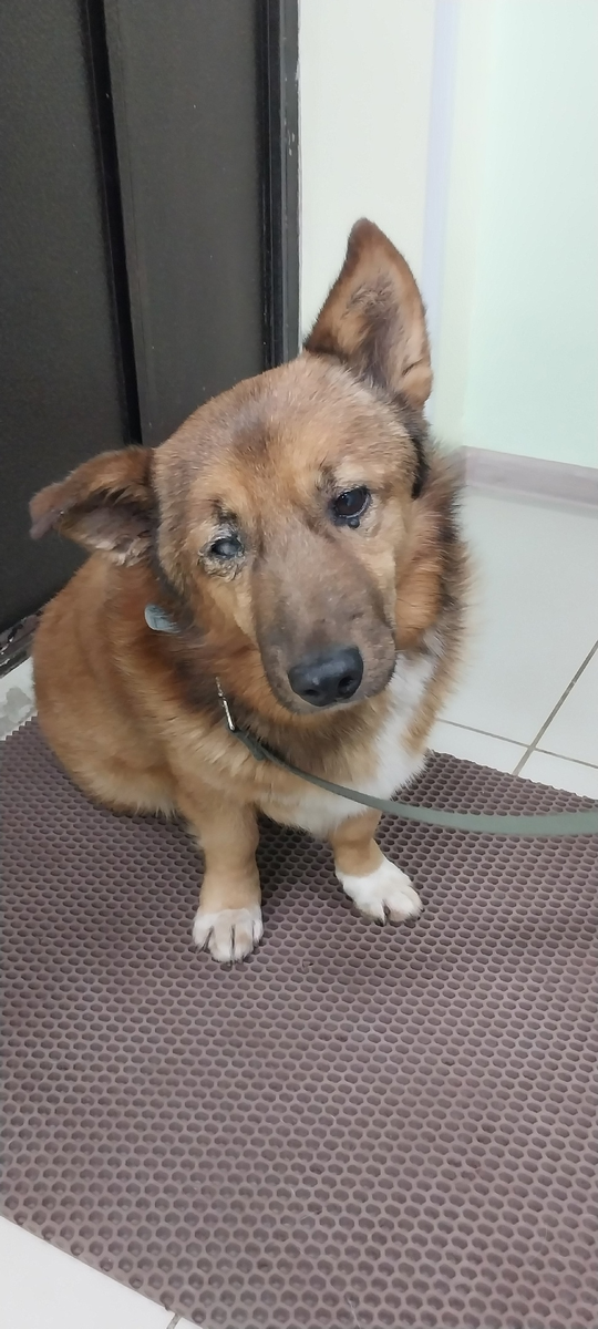 Рыжик на пороге клиники