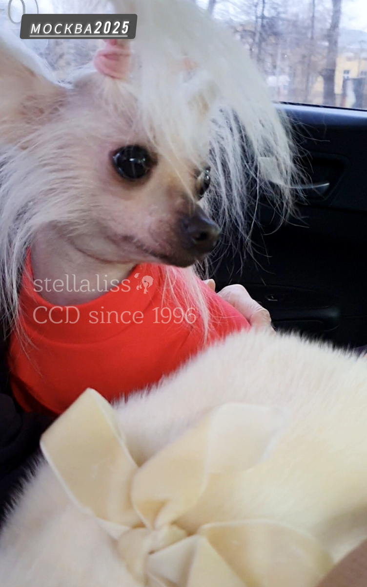 Яндекс такси комфорт. Заказываем некурящего водителя, чистый салон без запаха сигарет и освежителей🙂