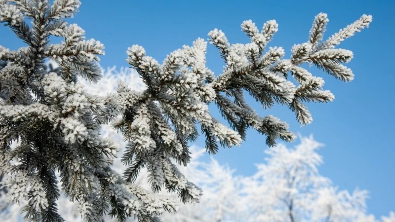     Иней, снег, зима в Барнауле. Дмитрий Лямзин.