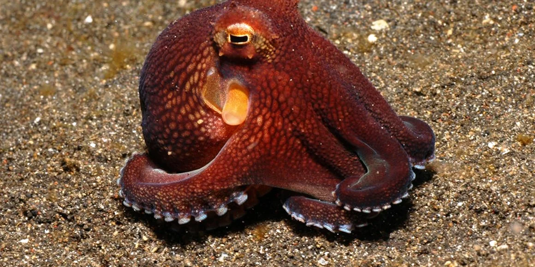 Почему ученые настойчиво просят не разводить осьминогов