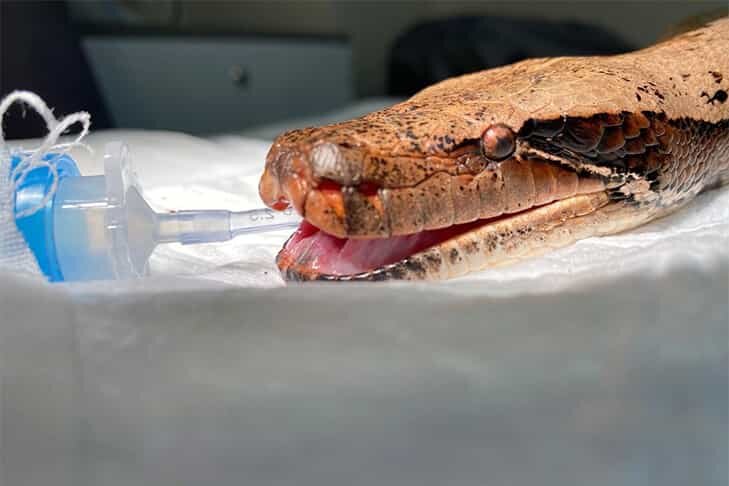    Фото предоставлены ветклиникой «Интерра».