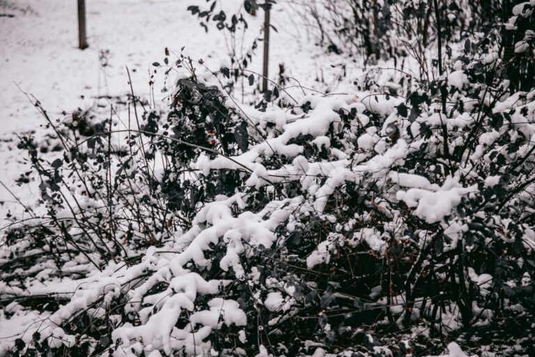    Фото: Общественная Служба Новостей Алина Лакшина