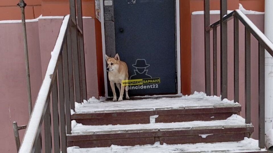    Собаки в проезде 9 Мая, 5. Источник: t.me/incident22