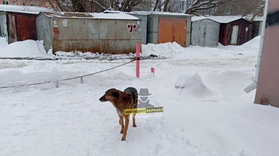    Собаки в проезде 9 Мая, 5. Источник: t.me/incident22