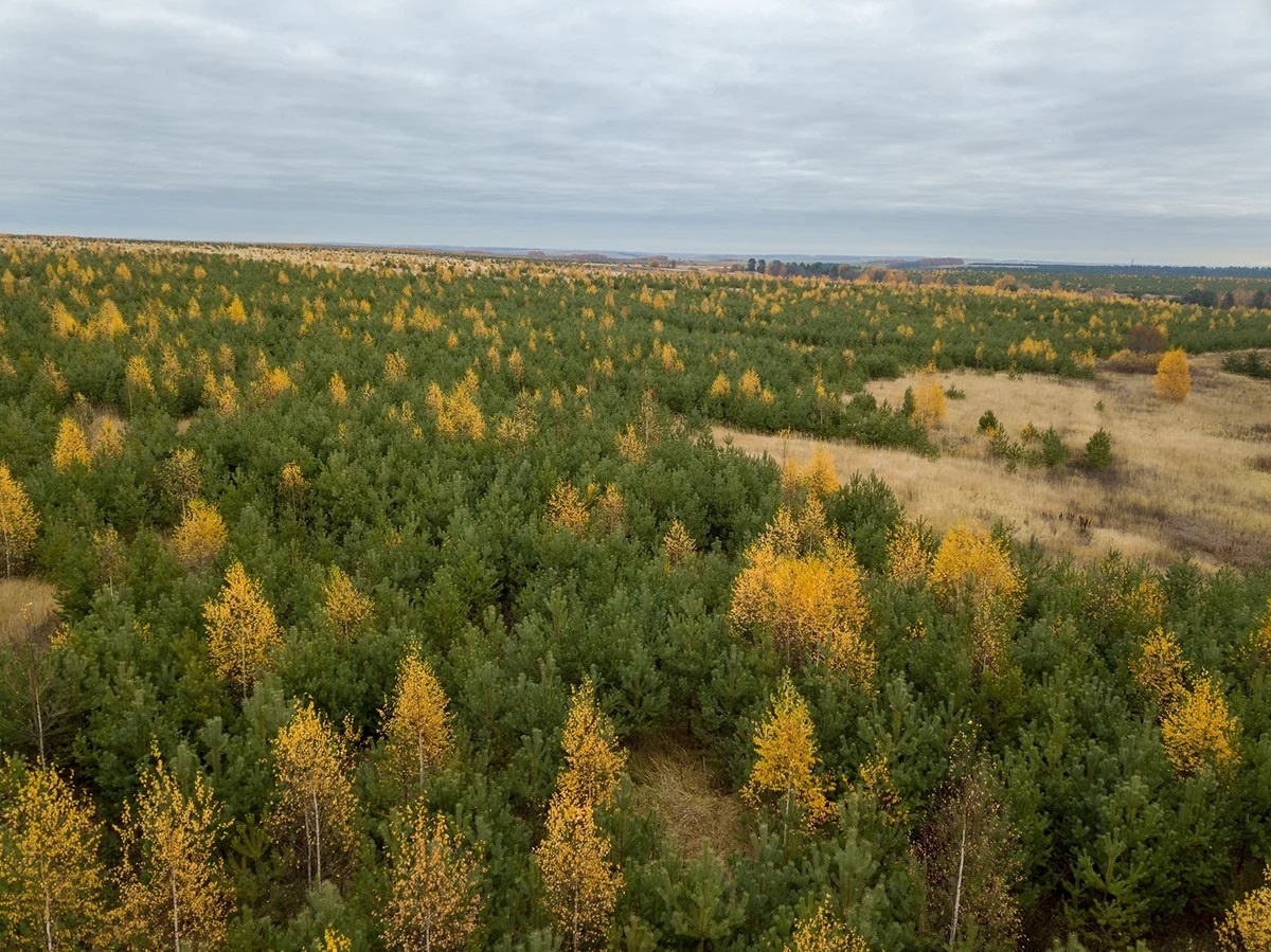 Посмотрите на сосну обыкновенную, которой моментально зарастают заброшенные сельскохозяйственные земли России