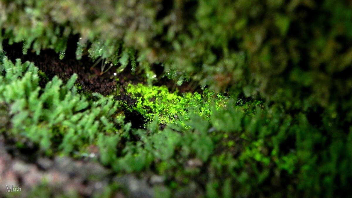 Schistostega pennata