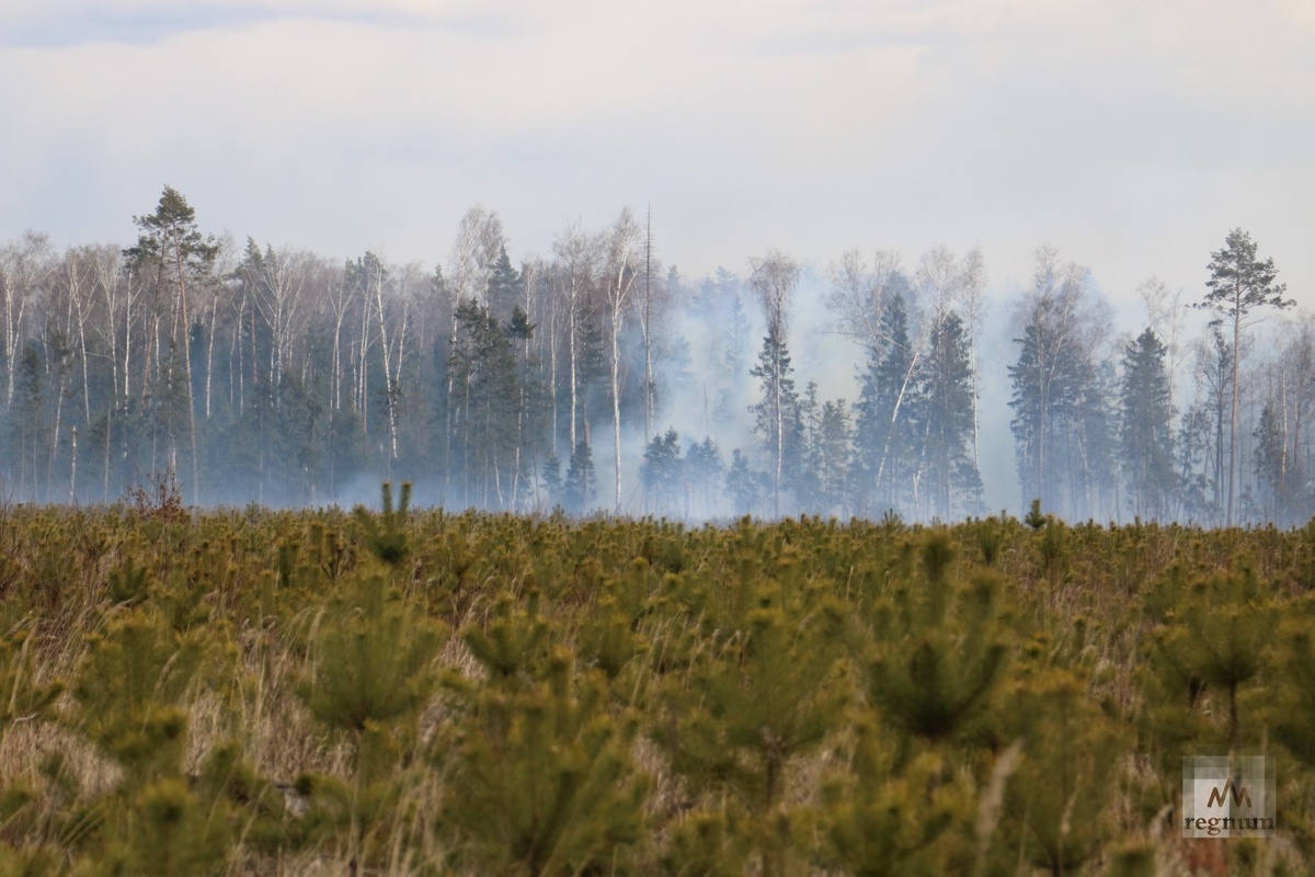   Лесной пожар / Источник: Наталья Стрельцова © ИА REGNUM