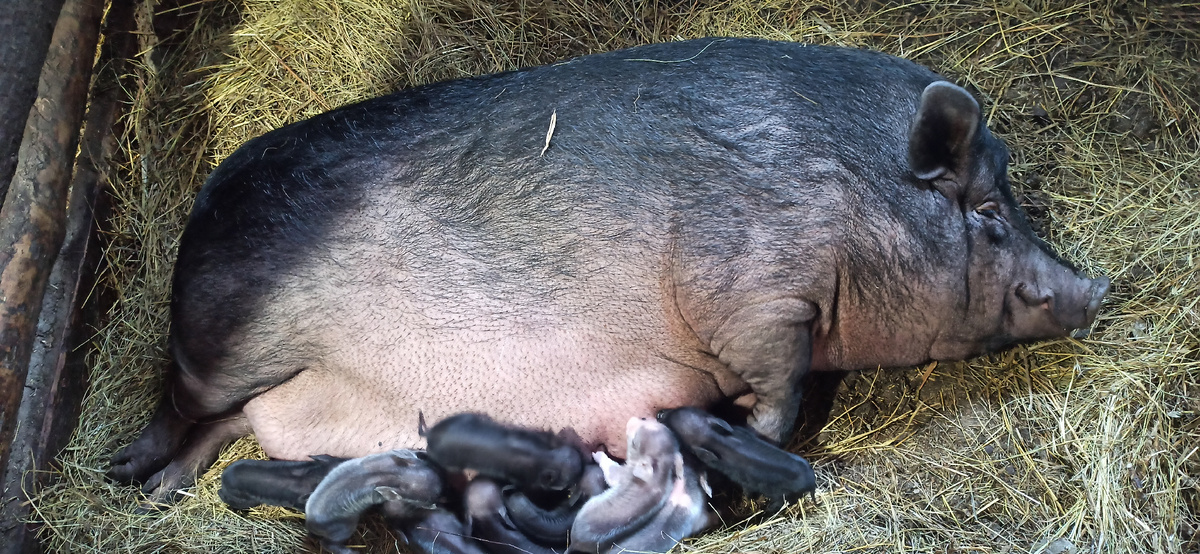 Наша Нюша с предпоследними малышами. 