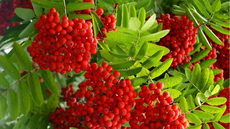 КАК МОЖНО ИСПОЛЬЗОВАТЬ РЯБИНУ?