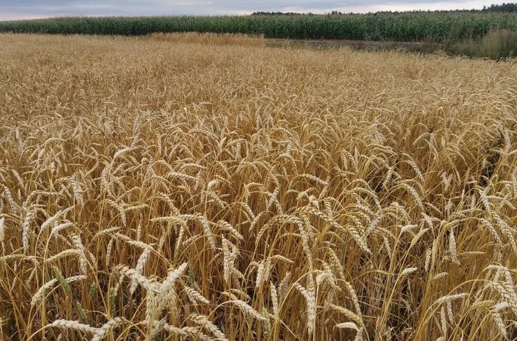    Мониторинг здоровья важных сельхозкультур получает новые и более доступные инструменты