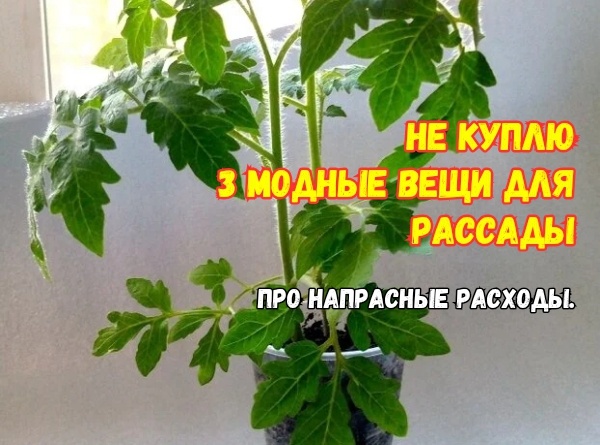 Сэкономила на рассаде 2000 рублей и даже больше: не купила 3 вещи. Одни угнетают рост, другие - деньги на ветер. А их уже зимой раскупают