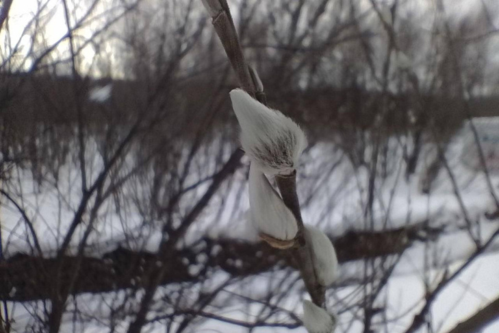    Фото из паблика "Новосибирск с огоньком"