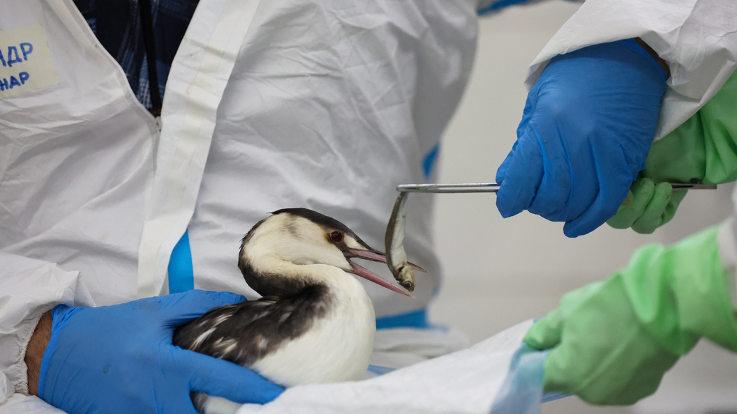    Belkin Alexey/news.ru/Globallookpress