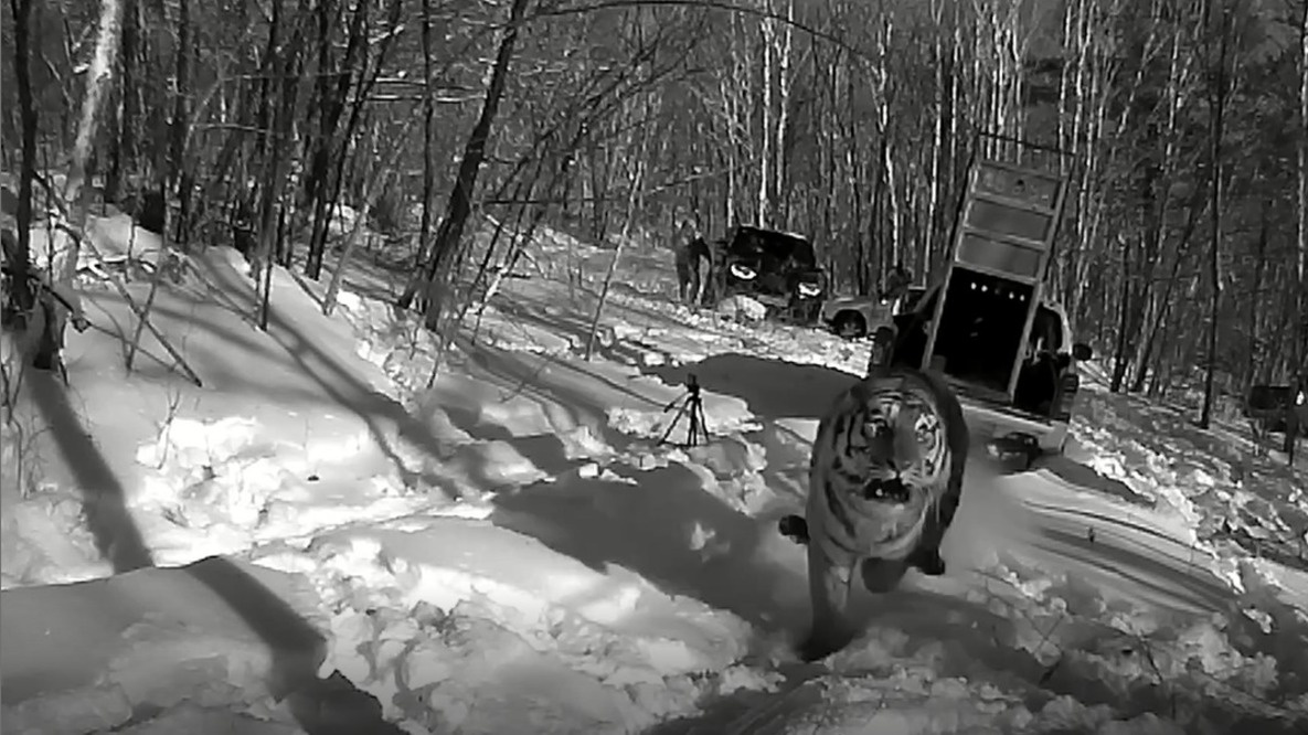     Источник: amurtigercenter