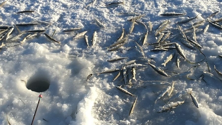     Источник: vostokmedia.com