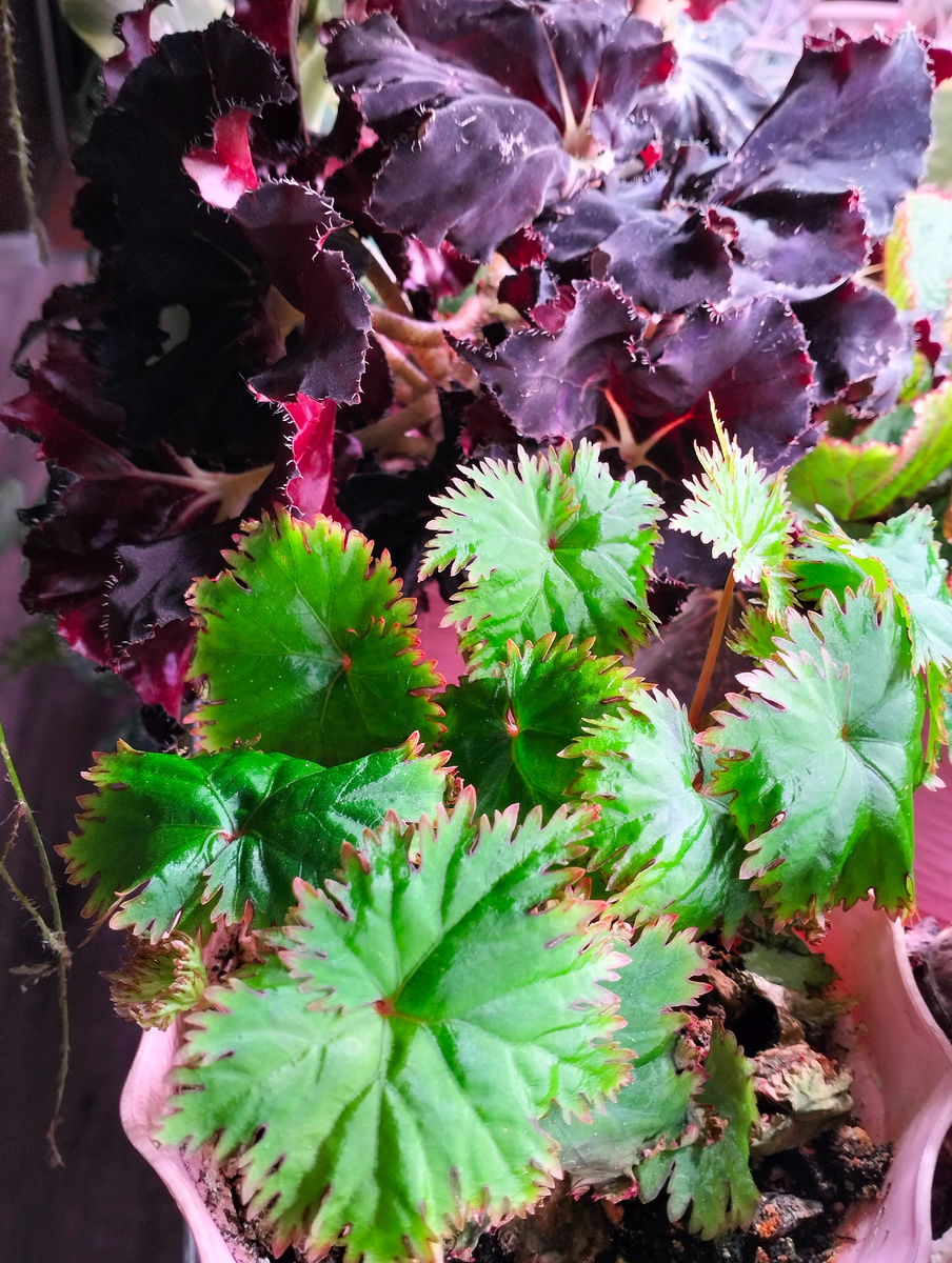 Две бегонии