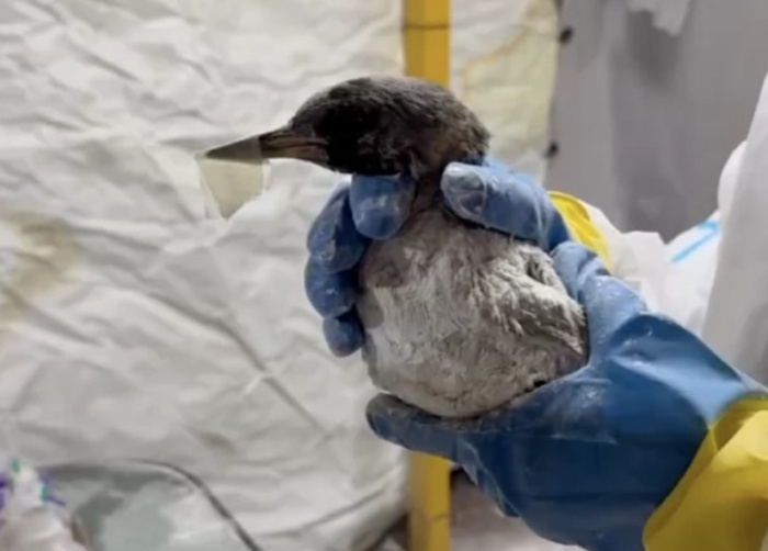    оперативный штаб Краснодарского края