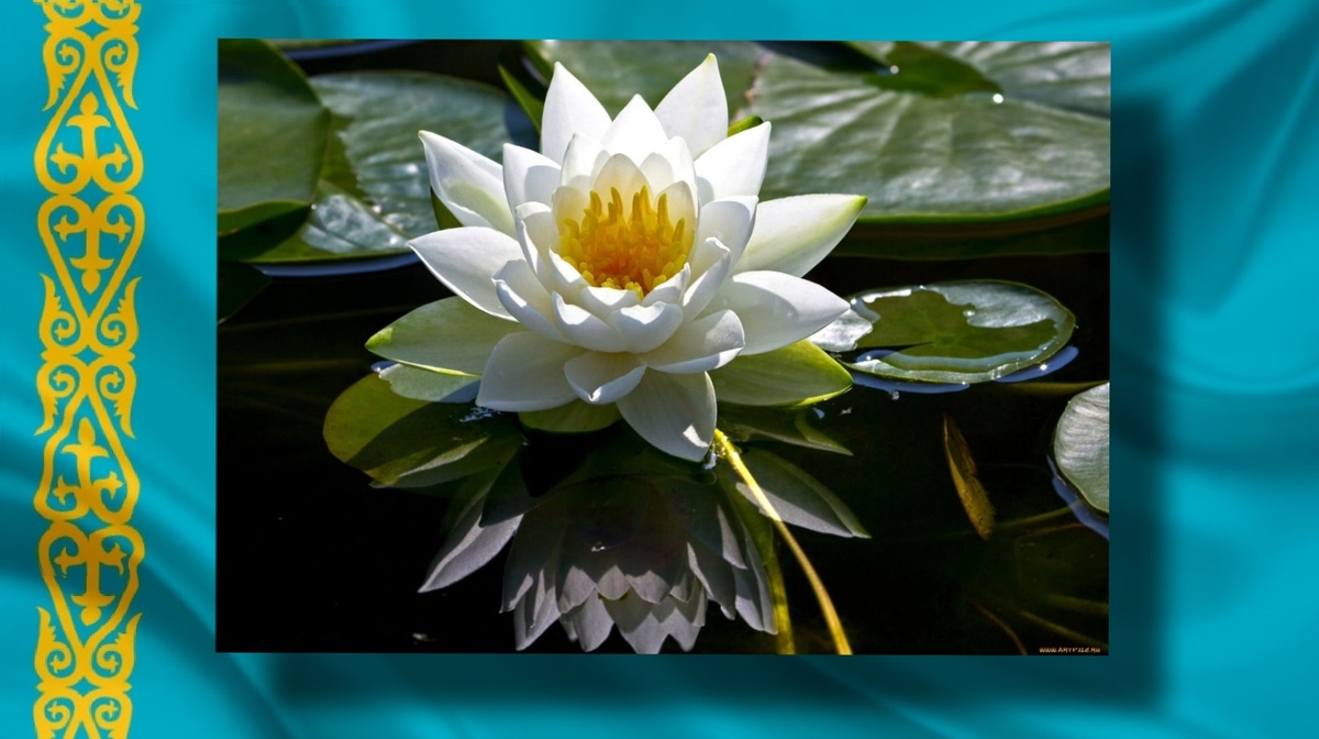 Кувшинка белая