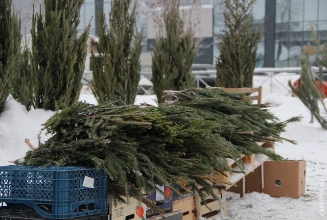    19 января у Ледового дворца, в сквере "Солнечный", на площадях Металлургов и Химиков откроются пункты приема ёлок, сосен и пихт.