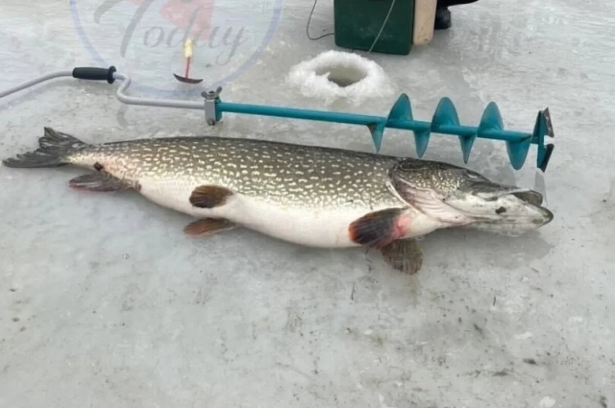    Братья-рыбаки поймали чудо-щуку под Волгоградом