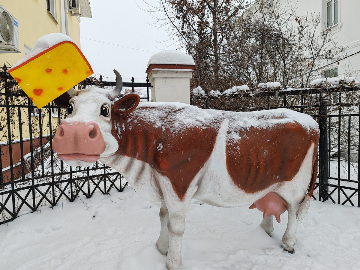 Корова у здания музей Сыра