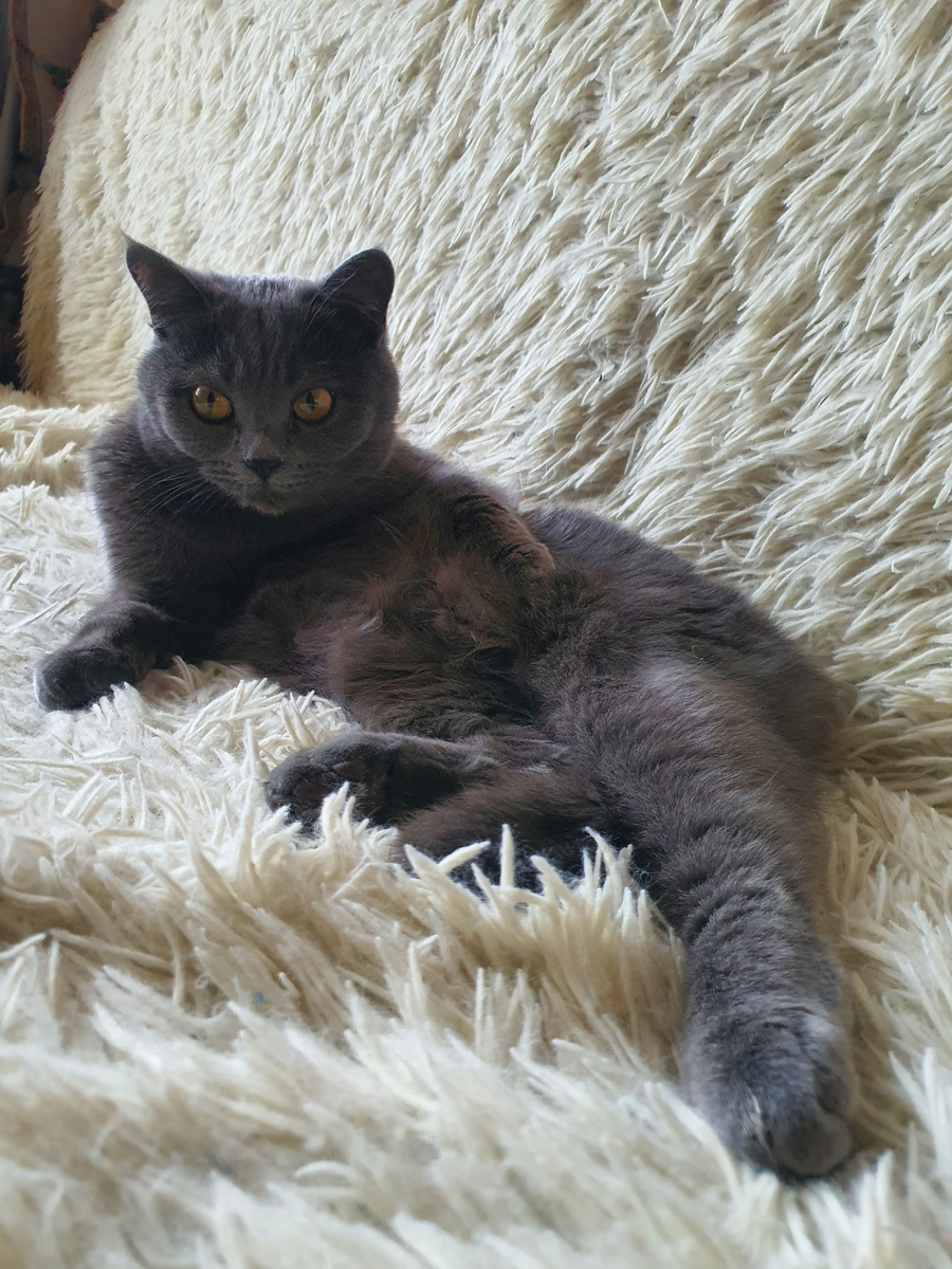 Наша кошка Алиса