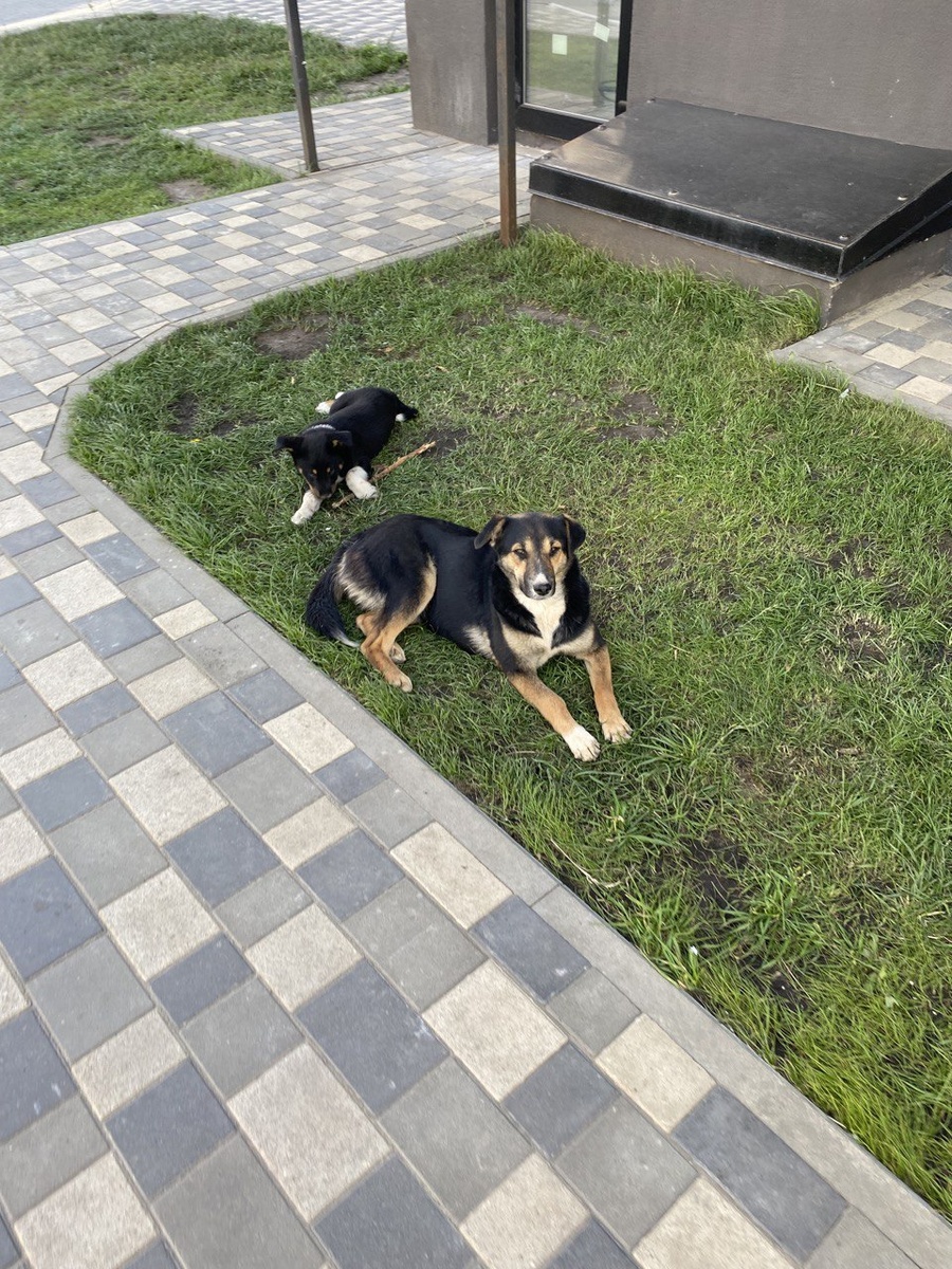 Песы не ошибаются