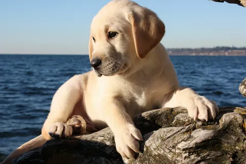 картинка из нейросетей