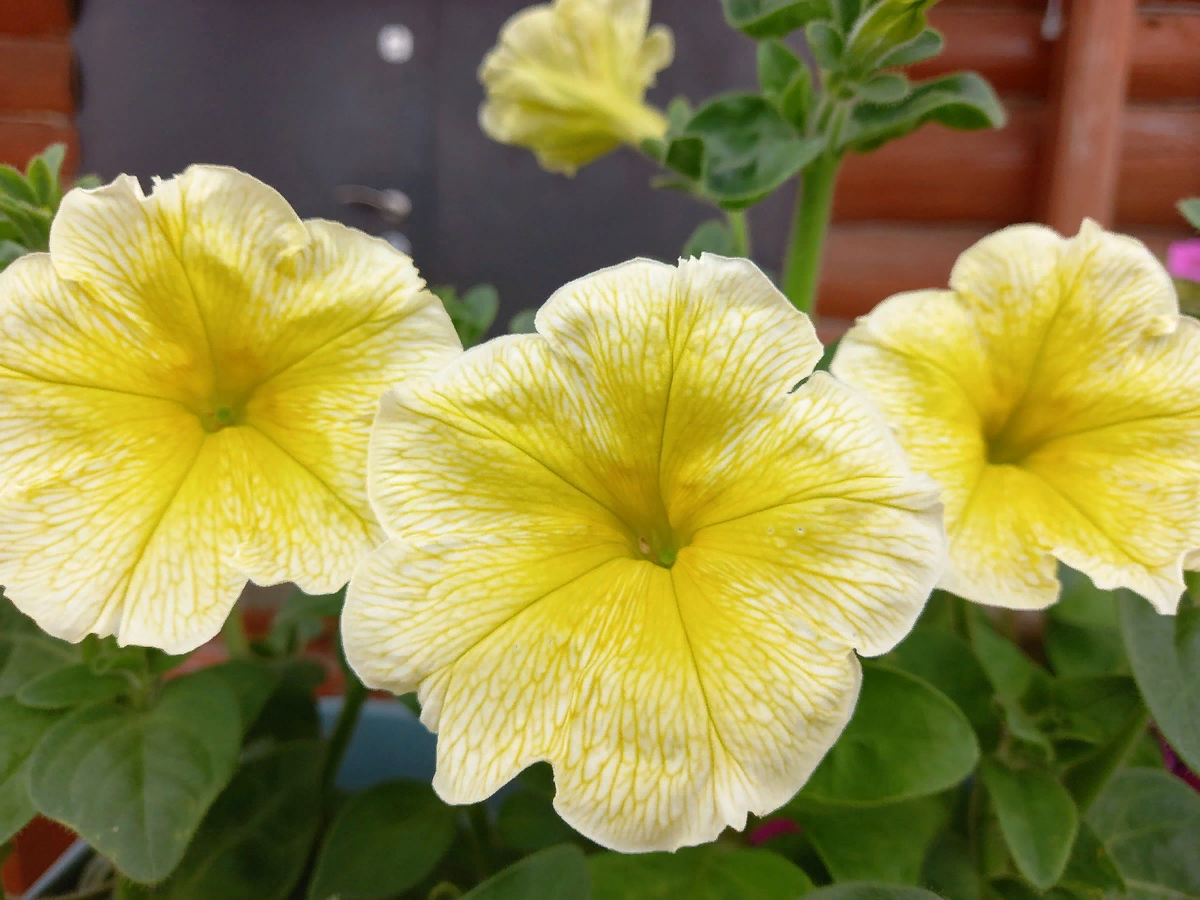 Петунии, сорт Изи вейв еллоу, один раз купила пакет, теперь сама семена собираю