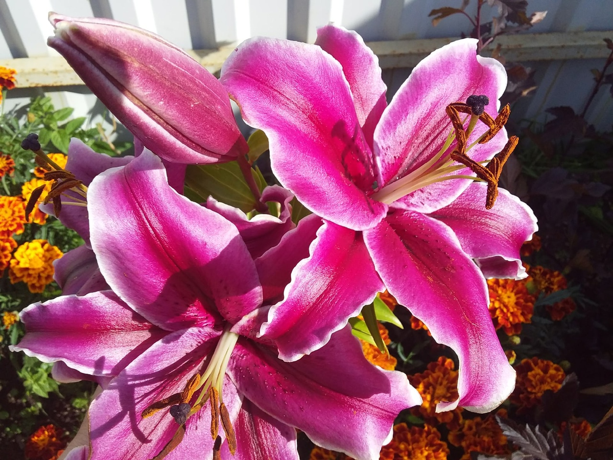 Жаль, что лилии семенами не размножаются